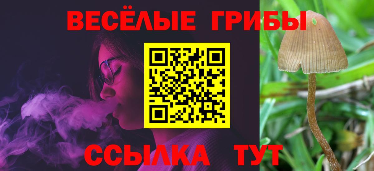 Галлюциногенные грибы Psilocybine cubensis Кимры